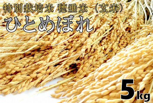 (1027)米　玄米　特別栽培米　穂垂米　「ひとめぼれ」　5kg　【令和5年産】