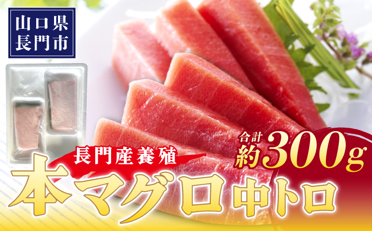 (10181)油谷産養殖本マグロ 中トロ柵 300g