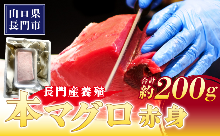 (10180)マグロ 本マグロ まぐろ 鮪 山口県 長門市 油谷産 希少 養殖 赤身 赤身柵 200g 脂乗り抜群 とろける 冷凍 柵 ギフト 贈答 お正月
