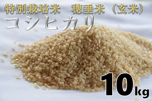 (1264)米　玄米　特別栽培米　穂垂米　「コシヒカリ」　10kg　【令和3年産】