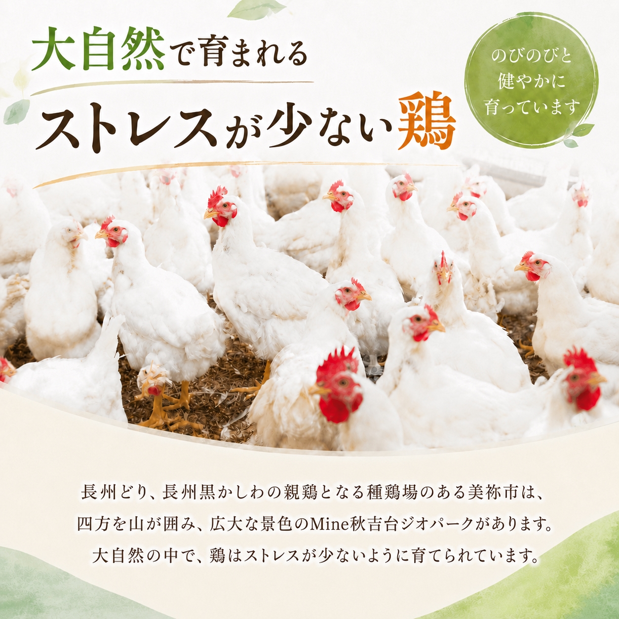 長州どり もも 切り身 合計1.8kg (300g×6パック)｜山口県美祢市