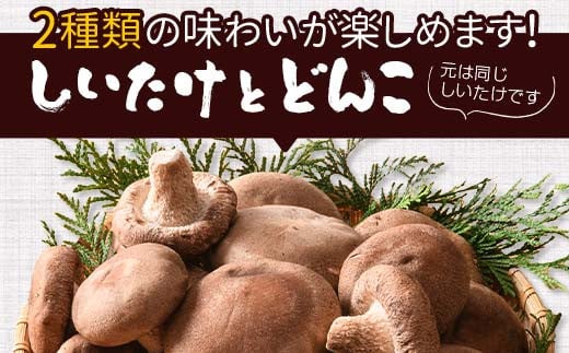 天然水仕込み生しいたけ 2種混合 約500g 農家直送 生しいたけ 椎茸 どんこ 混合 ミックス ご当地 グルメ 食品 1万円以下  きのこ キノコ 野菜 F6L-934
