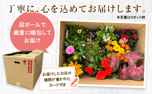 【母の日ギフト用】生産農場直送！季節の花苗セット (9ポット程度) 花苗 苗 セット 寄せ植え 花壇 ガーデニング F6L-1446