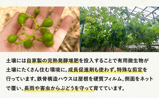 「冷凍ぶどう」200g×3パック（600g） フルーツ ぶどう 葡萄 ブドウ 山口県 山陽小野田市 ふるさと納税  デザート 果物 くだもの 果実 食品 F6L-1074