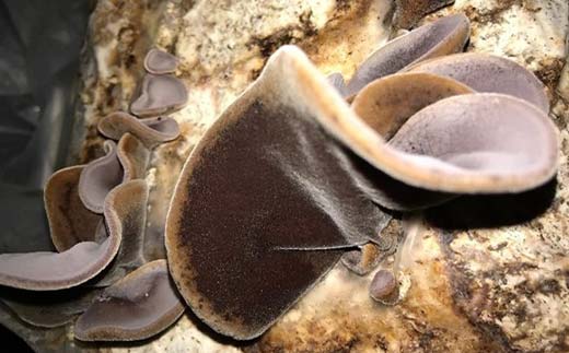 縲6譛茨ス11譛育匱騾√醍函縺阪¥繧峨£ 邏480g 縺阪¥繧峨£ 繧ュ繧ッ繝ゥ繧イ 譛ィ閠ウ 譁咏炊 縺泌ス灘慍 繧ー繝ォ繝。 鬟溷刀 螻ア蜿」逵 螻ア髯ス蟆城守伐 F6L-656