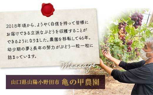 「冷凍ぶどう」200g×3パック（600g） フルーツ ぶどう 葡萄 ブドウ 山口県 山陽小野田市 ふるさと納税  デザート 果物 くだもの 果実 食品 F6L-1074