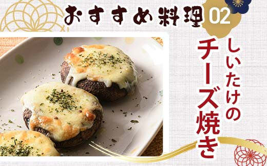 天然水仕込み生しいたけ 2種混合 約500g 農家直送 生しいたけ 椎茸 どんこ 混合 ミックス ご当地 グルメ 食品 1万円以下  きのこ キノコ 野菜 F6L-934