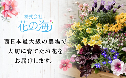 【母の日ギフト用】生産農場直送！季節の花苗セット (9ポット程度) 花苗 苗 セット 寄せ植え 花壇 ガーデニング F6L-1446