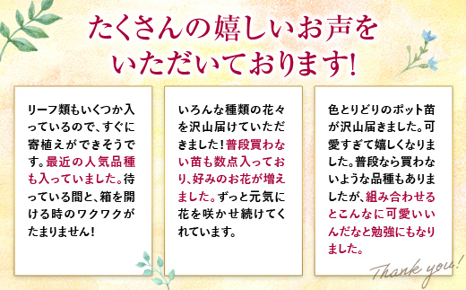 【母の日ギフト用】生産農場直送！季節の花苗セット (9ポット程度) 花苗 苗 セット 寄せ植え 花壇 ガーデニング F6L-1446