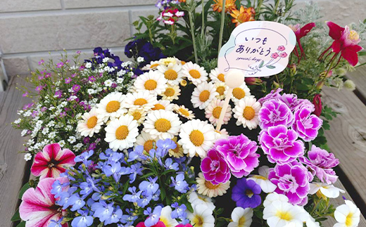 【母の日ギフト用】生産農場直送！季節の花苗セット (9ポット程度) 花苗 苗 セット 寄せ植え 花壇 ガーデニング F6L-1446