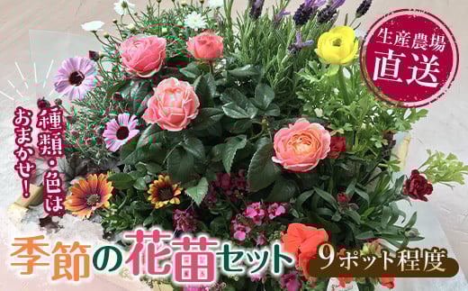 生産農場直送！季節の花苗セット (9ポット程度)  花苗 苗 セット 寄せ植え 花壇 ガーデニング  植物 F6L-868