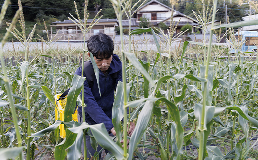 朝採りとうもろこし 10本セット とうきび トウキビ トウモロコシ コーン 野菜 食品 F6L-1413