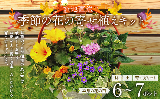 産地直送！季節の花の寄せ植えキット（6～7ポット） 花 花苗 苗 セット 寄せ植え 花壇 ガーデニング F6L-1528