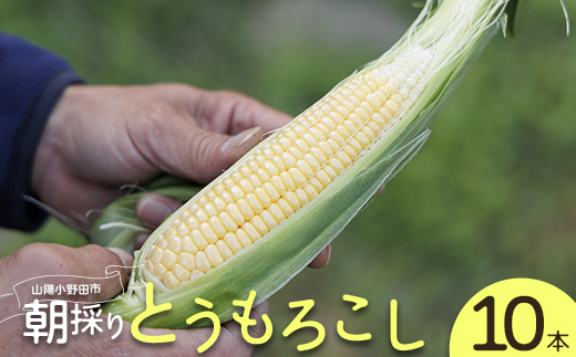 朝採りとうもろこし 10本セット とうきび トウキビ トウモロコシ コーン 野菜 食品 F6L-1413