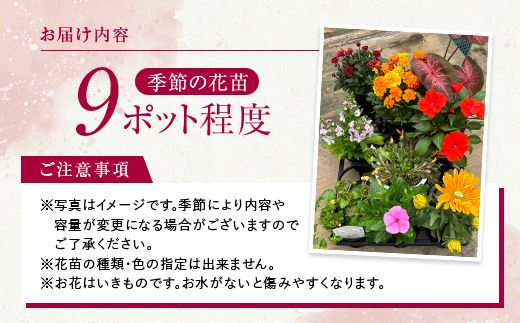 【母の日ギフト用】生産農場直送！季節の花苗セット (9ポット程度) 花苗 苗 セット 寄せ植え 花壇 ガーデニング F6L-1446