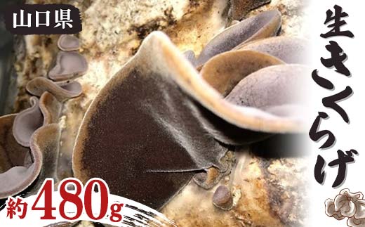 生きくらげ 約480g きくらげ キクラゲ 木耳 料理 ご当地 グルメ 食品 山口県 山陽小野田 F6L-656