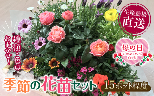 【母の日ギフト用】生産農場直送！季節の花苗セット 10～15ポット 花苗 苗 セット 寄せ植え 花壇 ガーデニング F6L-1447