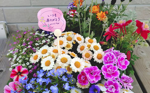 【母の日ギフト用】生産農場直送！季節の花苗セット (9ポット程度) 花苗 苗 セット 寄せ植え 花壇 ガーデニング F6L-1446