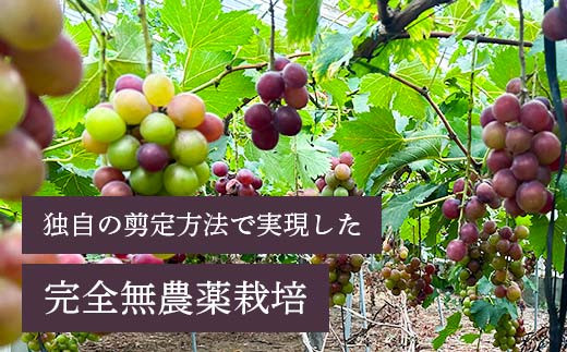 「冷凍ぶどう」200g×3パック（600g） フルーツ ぶどう 葡萄 ブドウ 山口県 山陽小野田市 ふるさと納税  デザート 果物 くだもの 果実 食品 F6L-1074