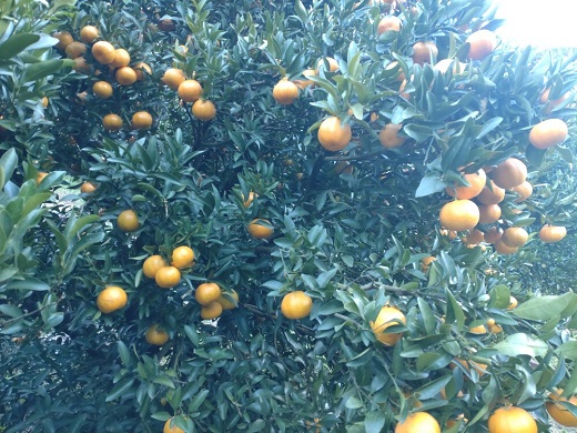 【周防大島産】太田ポンカン（晩柑類） 5kg