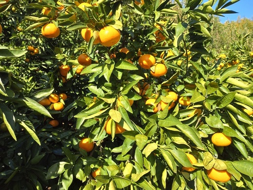 【周防大島産】大津４号（高糖系） 5kg