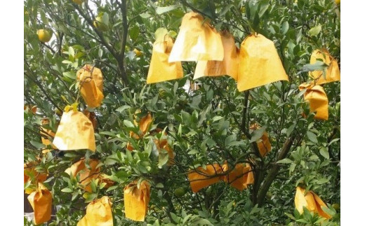 【周防大島産】せとみ（晩柑類） 5kg