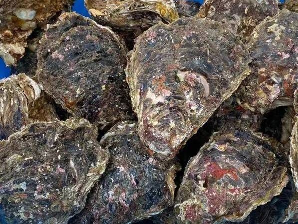 縲仙捉髦イ螟ァ蟲カ逕コ逕」縲大イゥ繧ォ繧ュ