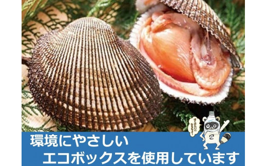 ☆冬季限定☆＜周防大島産＞天然！殻付き赤貝２ｋｇ【先行受付開始！2025年2月3日以降のお届け】