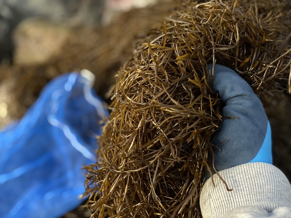 【周防大島産｜国内最高級】沖家室ひじき（６セット）