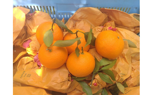 【周防大島産】せとみ（晩柑類） 5kg