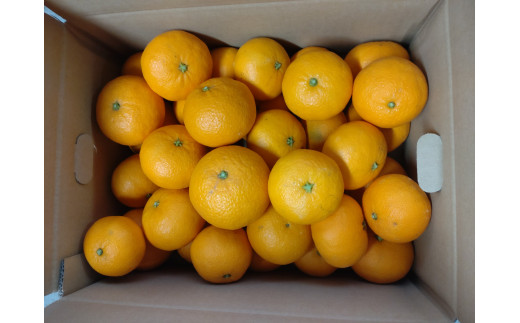 【周防大島産】せとみ（晩柑類） 5kg