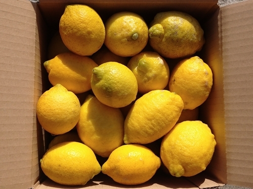 農薬不使用レモン