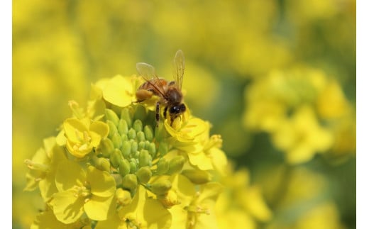 âç¬æžå
ã®ãã¯ã€âãåšé²å€§å³¶ã®å£ç¯ãæããïŒçš®ã¯ã¡ã¿ã€ã楜ãã¿ã»ãã