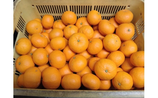 【周防大島産】せとみ（晩柑類） 5kg