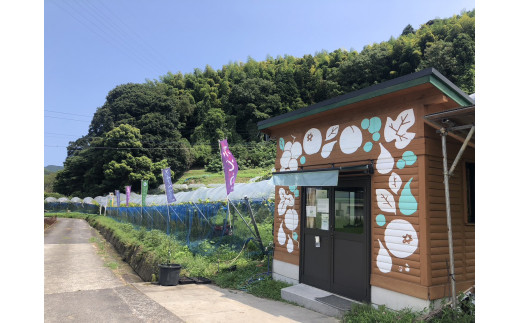 縲植-041縲代○縺ィ縺縺。蜻ィ髦イ螟ァ蟲カ縲蜻ィ髦イ螟ァ蟲カ繧ク繝」繝シ捺悽繧サ繝繝