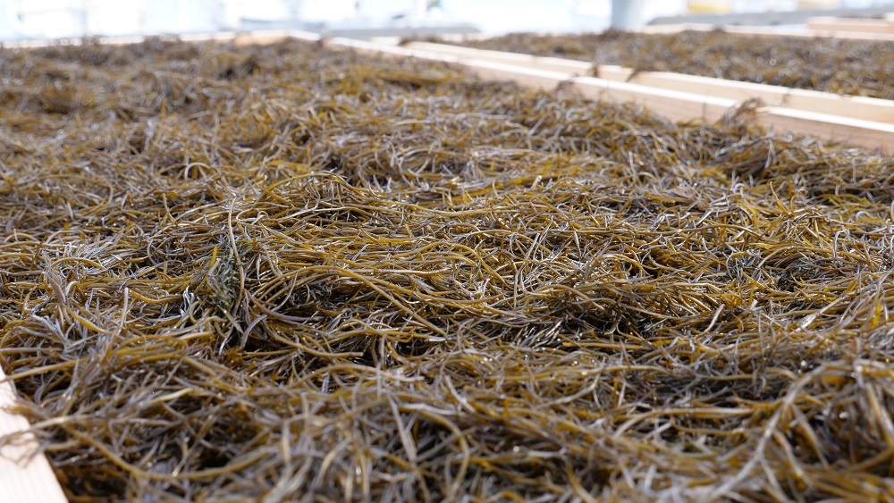 【周防大島産｜国内最高級】沖家室ひじき（３セット）