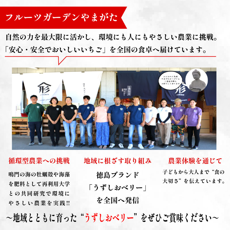 いちご 苺 4パック 800g 2026年1月～4月末まで発送 うずしおベリー 果物 フルーツ デザート 旬 新鮮 季節 冬 人気 ケーキ おすすめ ギフト プレゼント 贈答 家庭用 先行予約 送料無料 徳島