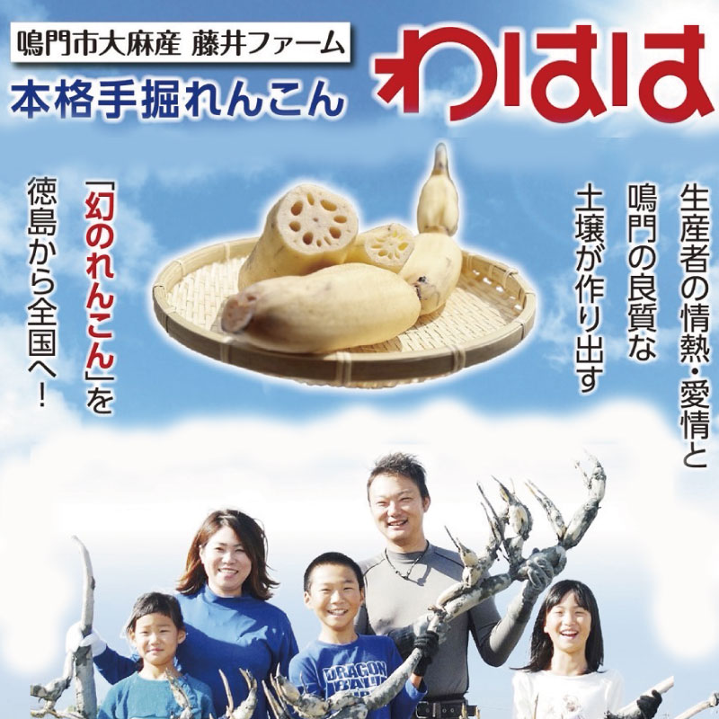 鳴門れんこん 4kg 洗いれんこん 蓮根 れんこん レンコン 手掘り 野菜 やさい 根菜 新鮮 産地直送 農家直送 国産 四国 鳴門市 徳島県