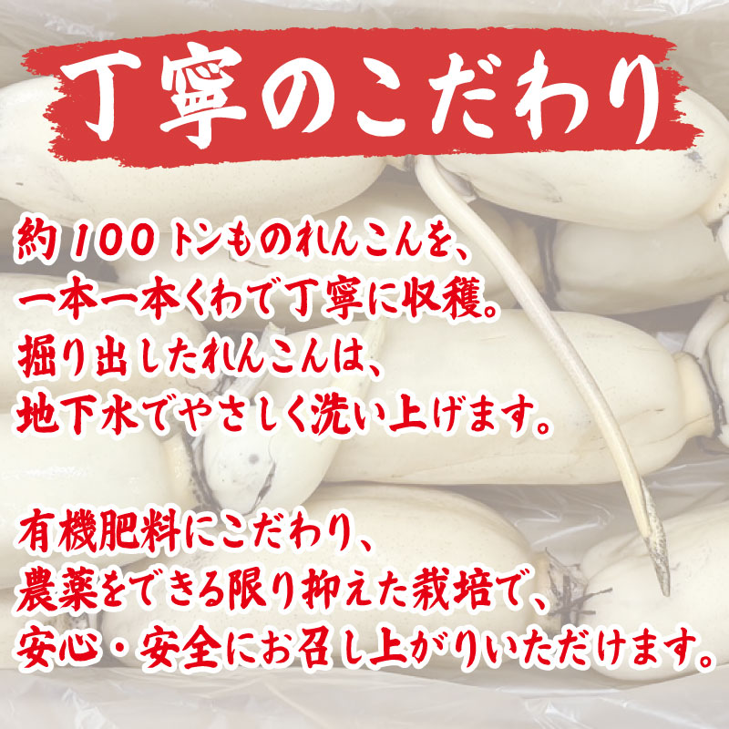 鳴門れんこん 4kg 洗いれんこん 蓮根 れんこん レンコン 手掘り 野菜 やさい 根菜 新鮮 産地直送 農家直送 国産 四国 鳴門市 徳島県