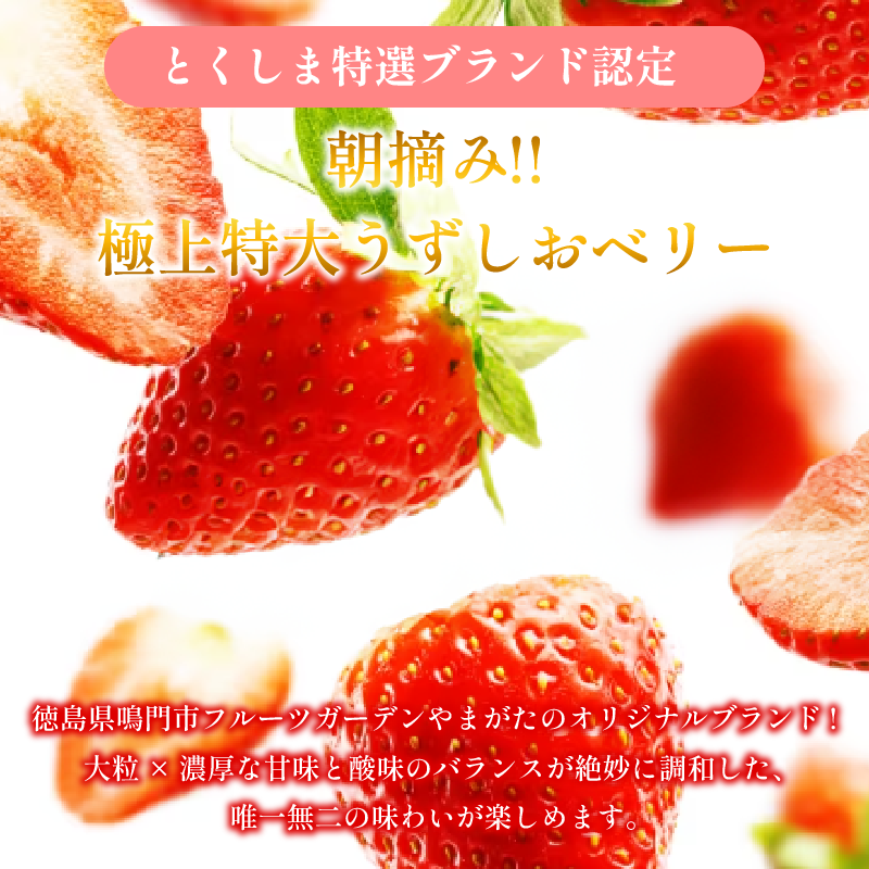 いちご カタラーナ 12個 | いちご プリン ぷりん カタラーナ アイス あいす アイスクリーム スイーツ お菓子 洋菓子 おやつ 濃厚 カスタード ベリー ソース ギフト プレゼント 贈り物 冷凍 徳島 鳴門