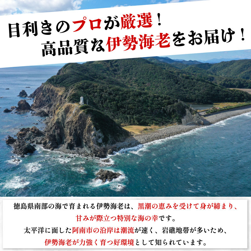 伊勢海老 300g 3尾 《徳島の伊勢海老は身詰まりが良い！》 えび エビ 高級 伊勢 伊勢えび 鮮魚 海鮮 魚介 刺身 焼き物 汁物 イセエビ 海老 正月 おせち ギフト 贈答 贈り物 徳島 阿南 【年末年始 発送対応可能です！】