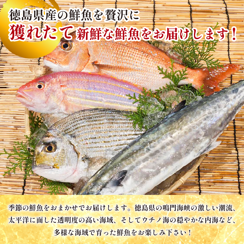 é®®éããã¯ã¹ 4çš® å®æäŸ¿ 4å é®®éã»ãã é®®éBOX è©°ãåãã åºã身 åºèº« ãã©ã€ 倩ã·ã å¡©çŒã ç
®ä»ã æ¬ é®®é ãåãå¯ã ã°ã«ã¡ é£å é éè² ã®ãã èŽç© èŽãç© ãã¬ãŒã³ã ããã éæç¡æ 埳島 éåžå Ž