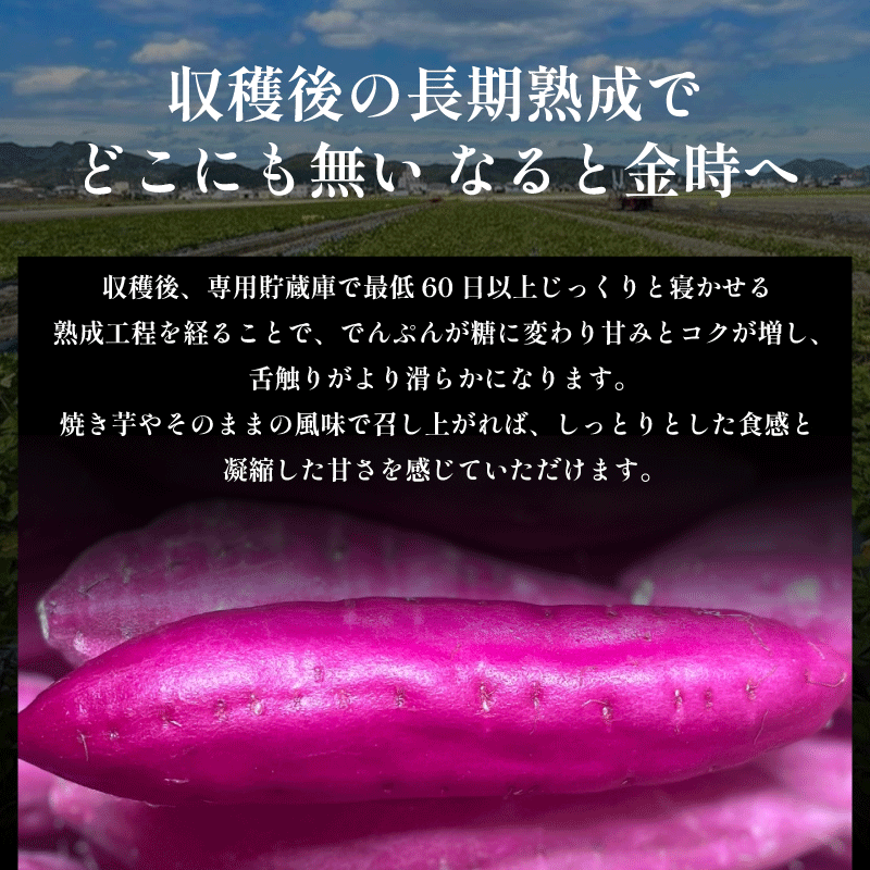 なると金時 5kg Mサイズ 野菜 さつまいも 焼き芋 芋 鳴門金時 なると金時 ヤサイ やさい 食材 新鮮 旬 産地直送 徳島 鳴門