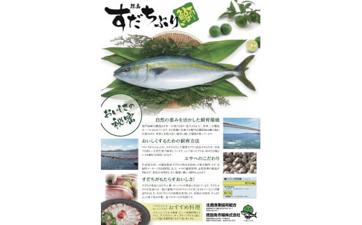 すだちぶり 柵状 500g ～ 600g 10月～発送 【 すだち ぶり 刺身 さしみ さかな 鰤 丼 ご飯 魚 柑橘 先行予約 冷蔵 切り身 塩 焼き 産地直送 ブランド みかん ごはん 米 鮮度 新鮮 ブリ 下処理済み 便利 簡単 手間 なし 国産 人気 徳島 鳴門 なると 】