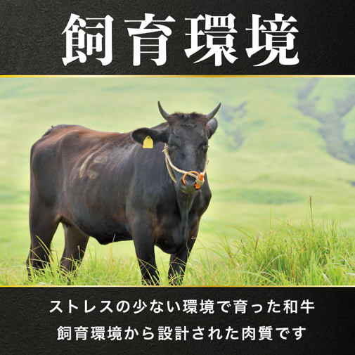 徳島県産 黒毛和牛 ステーキ 4枚 （ 1枚 250g ） 《 徳島の人気焼肉店 志 厳選！ 》 牛肉 和牛 ステーキ セット 赤身 霜降り ブランド牛 にく 冷凍 ギフト 贈答 国産 徳島 焼肉 志
