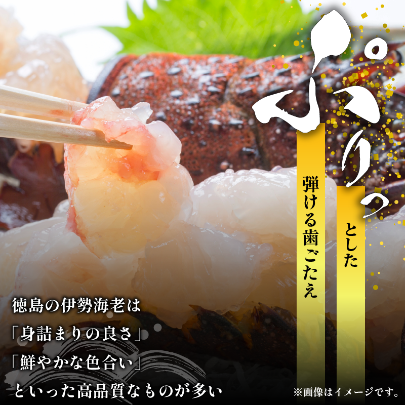 伊勢海老 300g 1尾 《徳島の伊勢海老は身詰まりが良い！》 えび エビ 高級 伊勢 伊勢えび 鮮魚 海鮮 魚介 刺身 焼き物 汁物 イセエビ 海老 正月 おせち ギフト 贈答 贈り物 徳島 阿南 【年末年始 発送対応可能です！】