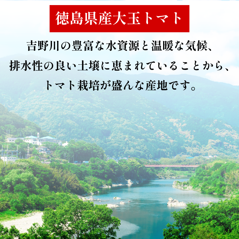 トマト 4kg 大玉 とまと 4月～6月発送 野菜 やさい 国産 産地直送 数量限定 旬 徳島県産 tomato サラダ おすすめ 徳島県