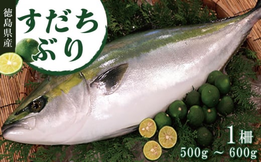 すだちぶり 柵状 500g ～ 600g 10月～発送 【 すだち ぶり 刺身 さしみ さかな 鰤 丼 ご飯 魚 柑橘 先行予約 冷蔵 切り身 塩 焼き 産地直送 ブランド みかん ごはん 米 鮮度 新鮮 ブリ 下処理済み 便利 簡単 手間 なし 国産 人気 徳島 鳴門 なると 】