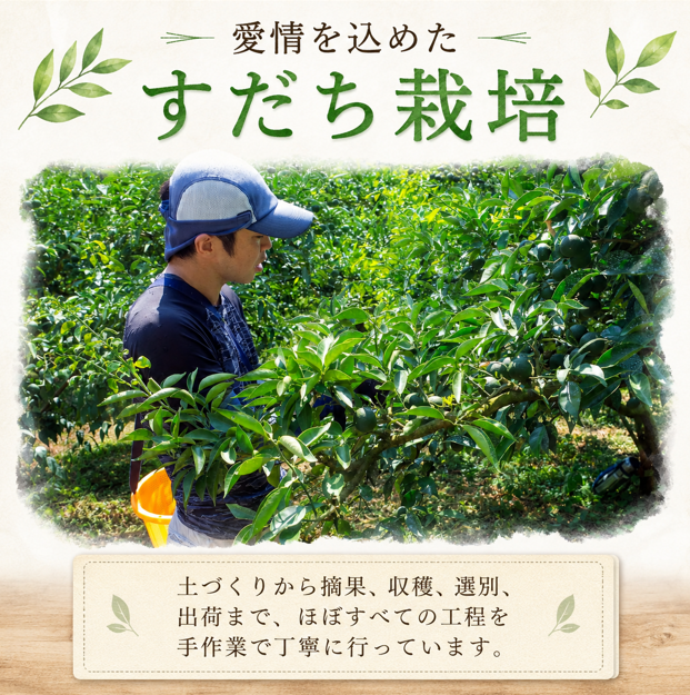 雋ッ阡オ縺吶□縺。 1kg 縺吶□縺。 縲10譛医°繧2譛域忰逋コ騾√ 蠕ウ蟲カ逵檎肇 繧ケ繝繝 驟「讖 繧縺 繝ャ繝「繝ウ 縺ョ莉」繧上j縺ォ 辟シ縺埼ュ 縺輔s縺セ 縺九▽縺 蛻コ霄ォ 蜚先恕縺 縺昴≧繧√s 縺企 縺ォ譛驕ゥ 蠕ウ蟲カ逵 逾槫アア逕コ