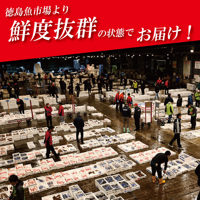 鳴門鯛 1kg 《 ラウンド 1尾 》 鯛 1尾 刺身 タイ 天然 鳴門 鯛 下処理 対応 塩焼き 鯛めし 祝い鯛 おせち 正月 しゃぶしゃぶ 鯛しゃぶ 鍋 年末年始 徳島 魚 市場